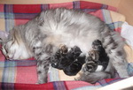 Katzenmama Arielle mit ihren 5 Jungen.
